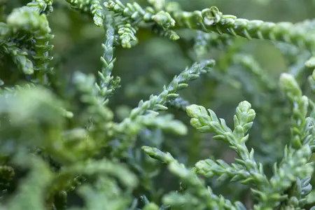 Thujopsis dolabrata 'Nana' - P9 - image 3