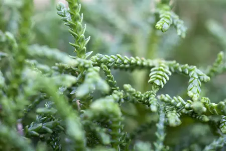 Thujopsis dolabrata 'Nana' - P9 - image 4