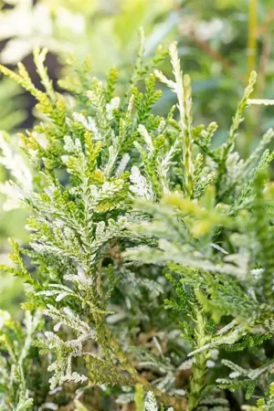 Thujopsis dolabrata 'Variegata' - 20-25 CM C2 - image 2