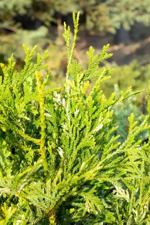 Thujopsis dolabrata 'Variegata' - 20-25 CM C2 - image 4