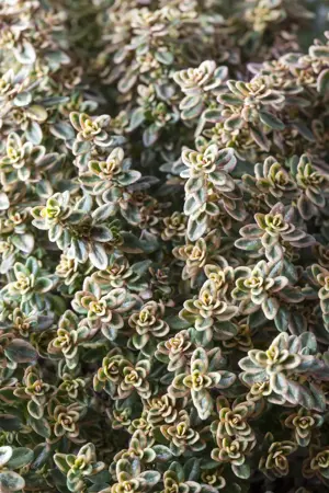 Thymus citriod. 'Aureus' - P9 - image 5