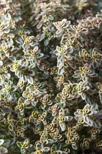 Thymus citriod. 'Aureus' - P9 - image 5