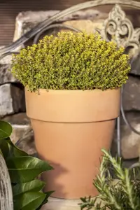 Thymus citriod. 'Aureus' - P13 - image 3