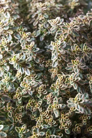 Thymus citriod. 'Aureus' - 2 Ltr pot - image 5