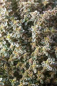 Thymus citriod. 'Aureus' - 2 Ltr pot - image 5