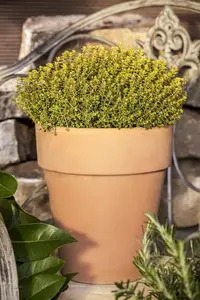 Thymus citriod. 'Aureus' - P11 - image 1