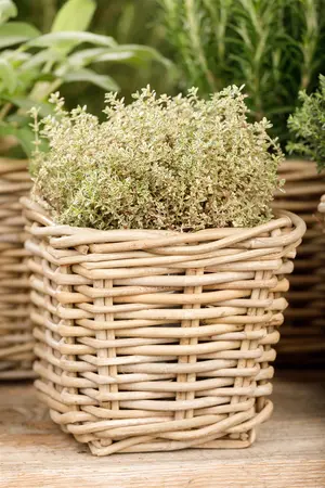 Thymus citriod. 'Aureus' - 1.5 Ltr pot - image 4