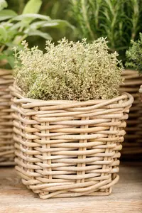 Thymus citriod. 'Aureus' - 1.5 Ltr pot - image 4