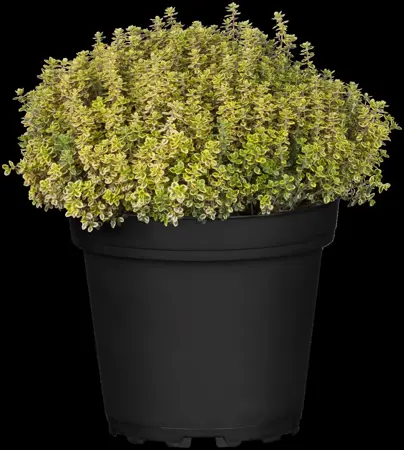 Thymus citriod. 'Aureus' - P13 - image 2