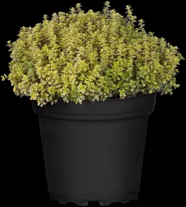 Thymus citriod. 'Aureus' - P13 - image 2