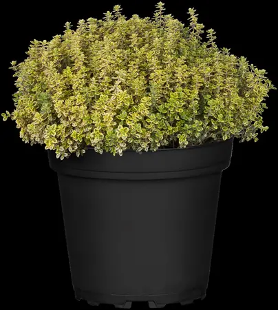 Thymus citriod. 'Aureus' - 2 Ltr pot - image 2