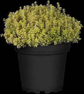 Thymus citriod. 'Aureus' - 2 Ltr pot - image 2