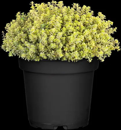 Thymus citriod. 'Aureus' - 2 Ltr pot - image 4