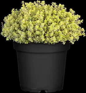 Thymus citriod. 'Aureus' - 2 Ltr pot - image 4