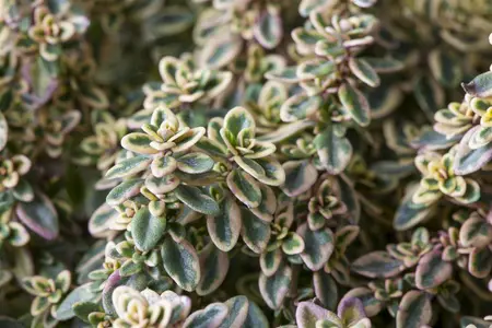 Thymus citriod. 'Aureus' - P11 - image 3