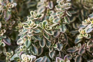 Thymus citriod. 'Aureus' - 1.5 Ltr pot - image 3