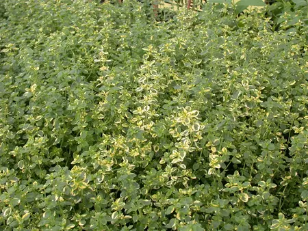 Thymus citriod. 'Aureus' - 1.5 Ltr pot - image 5