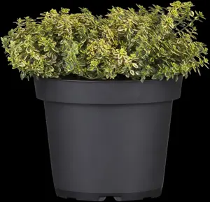 Thymus citriod. 'Aureus'