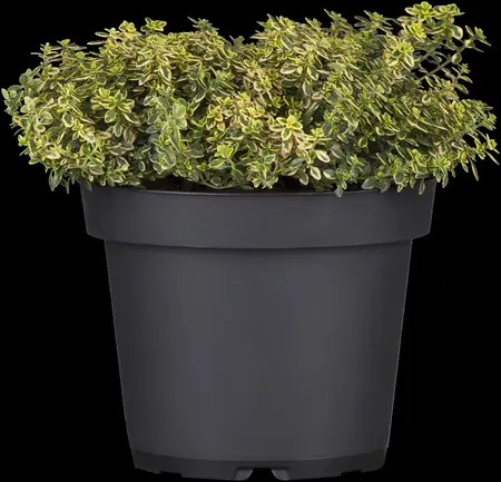 Thymus citriod. 'Aureus' - 2 Ltr pot - image 1