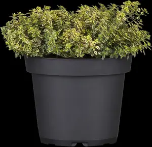 Thymus citriod. 'Aureus' - 2 Ltr pot - image 1