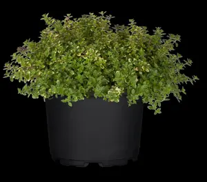 Thymus citriod. 'Sambesi'     - P11