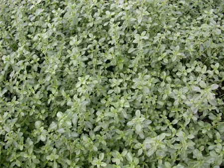 Thymus citriod. 'Silver Queen' - P9 - image 3