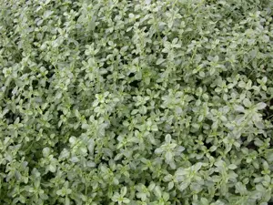 Thymus citriod. 'Silver Queen' - P9 - image 3