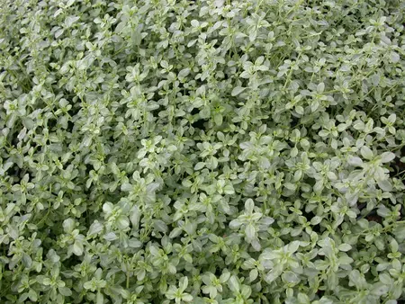 Thymus citriod. 'Silver Queen' - PLUG/CELGROWN 100 CEL TRAY - image 3