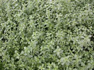 Thymus citriod. 'Silver Queen' - PLUG/CELGROWN 100 CEL TRAY - image 3