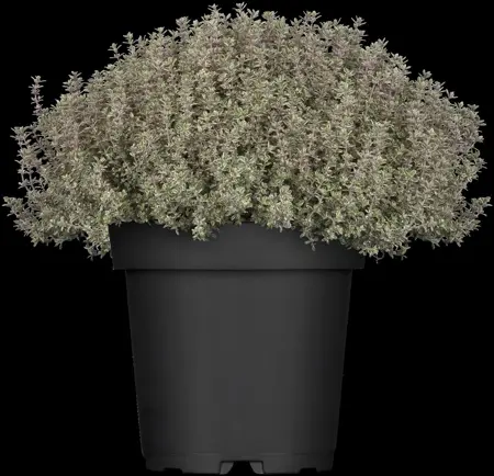 Thymus citriod. 'Silver Queen' - P9 - image 1