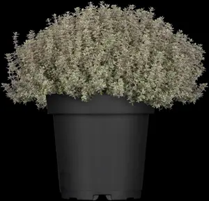 Thymus citriod. 'Silver Queen'