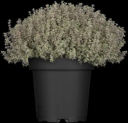 Thymus citriod. 'Silver Queen' - PLUG/CELGROWN 100 CEL TRAY - image 1