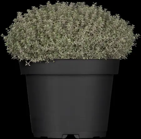 Thymus citriod. 'Silver Queen' - P9 - image 2