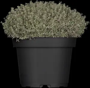 Thymus citriod. 'Silver Queen' - P9 - image 2