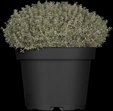 Thymus citriod. 'Silver Queen' - PLUG/CELGROWN 100 CEL TRAY - image 2