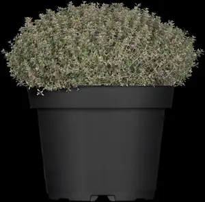 Thymus citriod. 'Silver Queen' - PLUG/CELGROWN 100 CEL TRAY - image 2