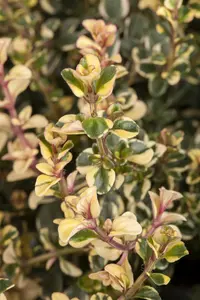 Thymus citriodorus - PLUG/CELGROWN 100 CEL TRAY - image 4