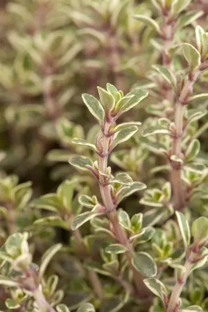 Thymus citriodorus - PLUG/CELGROWN 100 CEL TRAY - image 5