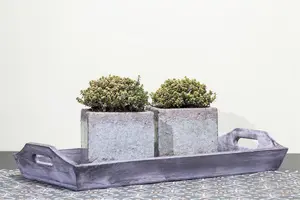 Thymus citriodorus - PLUG/CELGROWN 100 CEL TRAY - image 5