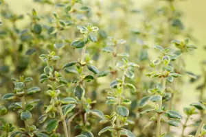 Thymus 'Doone Valley'