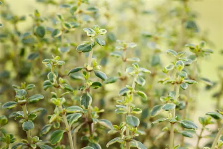 Thymus 'Doone Valley' - PLUG/CELGROWN 100 CEL TRAY