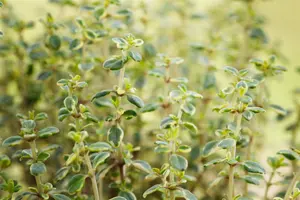 Thymus 'Doone Valley' - 1.5 Ltr pot