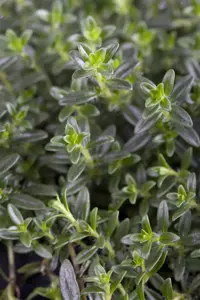 Thymus faustini