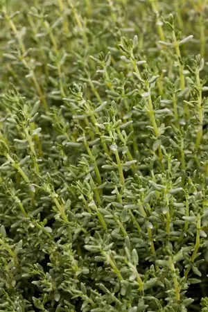 Thymus faustini - P9 - image 3