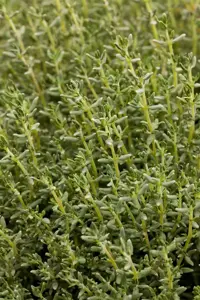 Thymus faustini - P9 - image 3