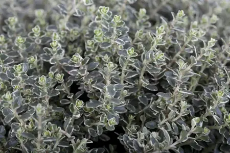 Thymus faustini - P9 - image 2