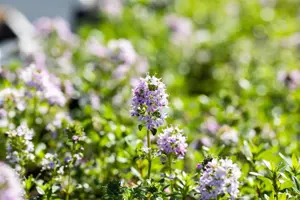 Thymus longicaulis 'Odoratus'