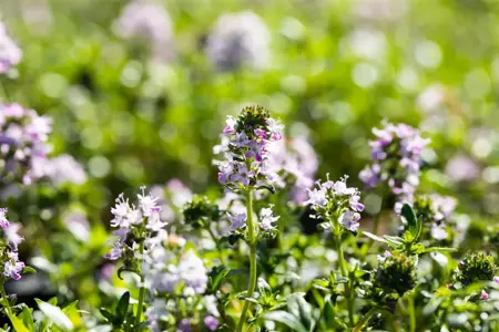Thymus longicaulis 'Odoratus' - P9 - image 2