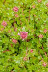 Thymus 'Pink Ripple' - P13 - image 3