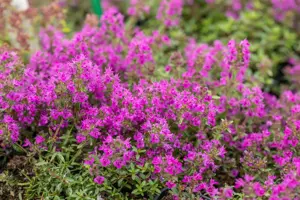Thymus 'Pink Ripple' - P13 - image 3
